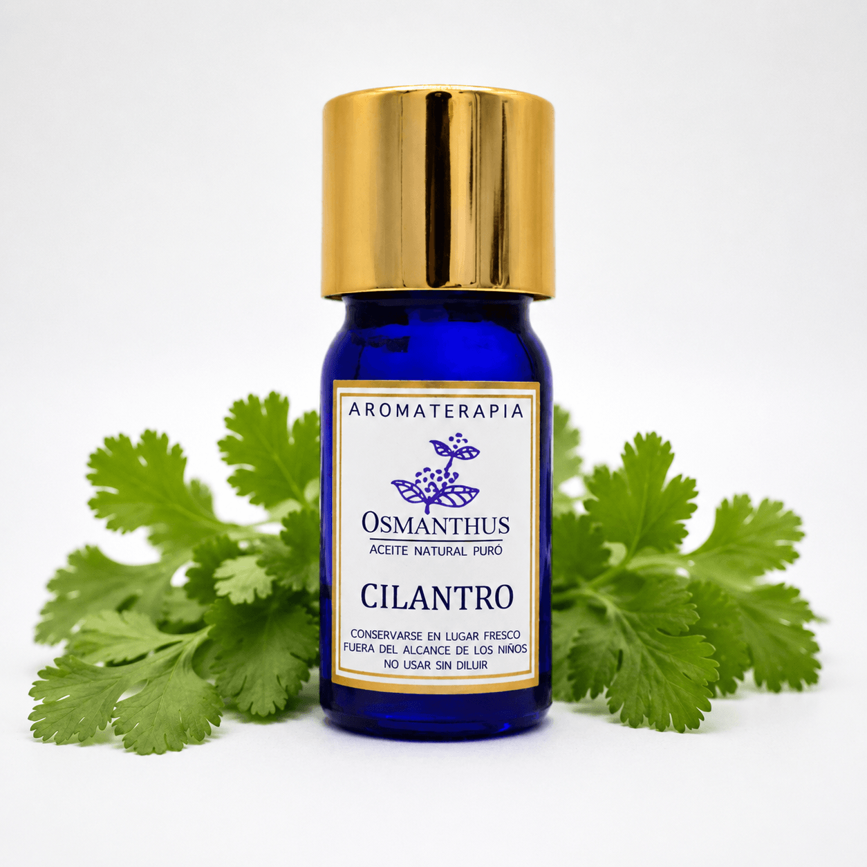 cilantro